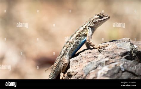 Red And Blue Lizard Hi Res Stock Photography And Images Alamy