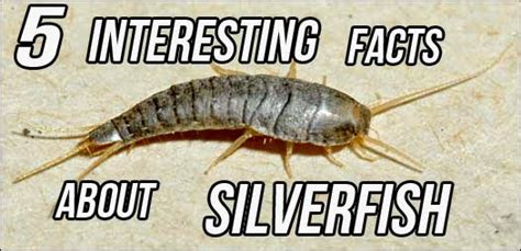 All About Silverfish Bug 5 Interesting Fact About