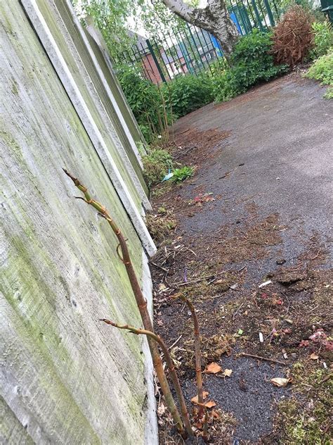 Japanese Knotweed Removal In Middle Quinton Japanese Knotweed Expert
