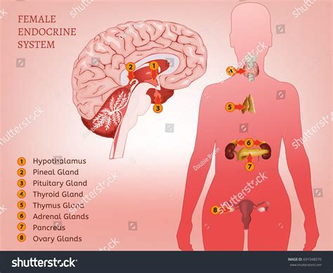 Find the perfect female internal organs illustration stock photo. Female Endocrine System Human Anatomy Human Stock Vector 691048570 - Shutterstock