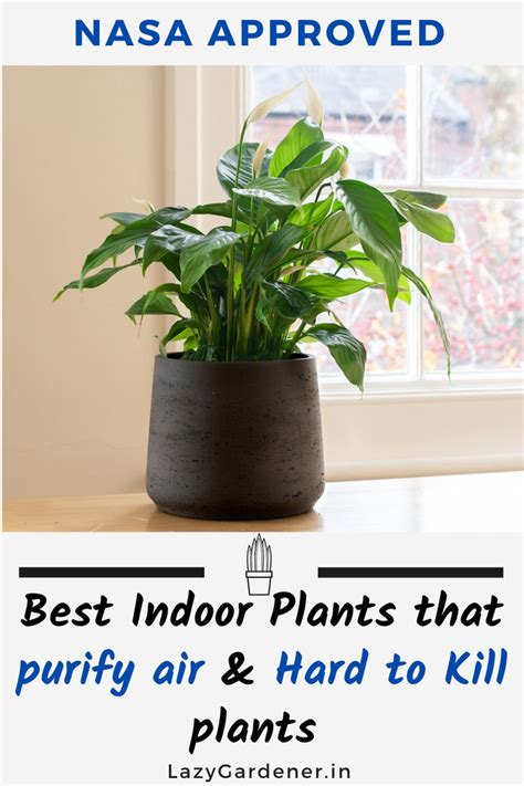 Incredible Best Indoor Plants For Air Purification Nasa References