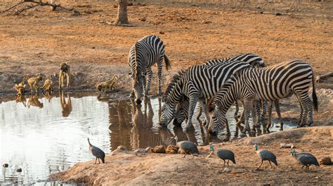 Majete Wildlife Reserve Malawi Steppes Travel