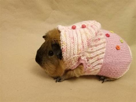 Guinea Pig Costumes Pink Clothes For Small Pet T Guinea Pig Etsy