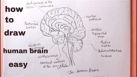 How To Draw Human Brain Step By Step Easyhuman Brain Drawing Youtube