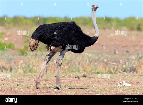 South African Ostrich Adult Male Kruger Nationalpark South Africa