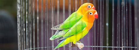 Buy online pickup in store, vip petcare wellness center, deliver from store, autoship, live small pets, live crickets, dog wash, grooming. Lovebirds as Pets: Supplies & Care | PetSmart