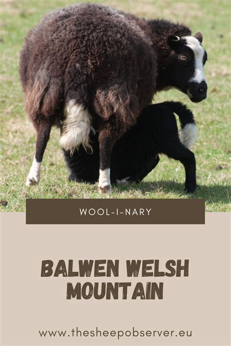 Balwen Welsh Mountain Sheep The Sheep Observer