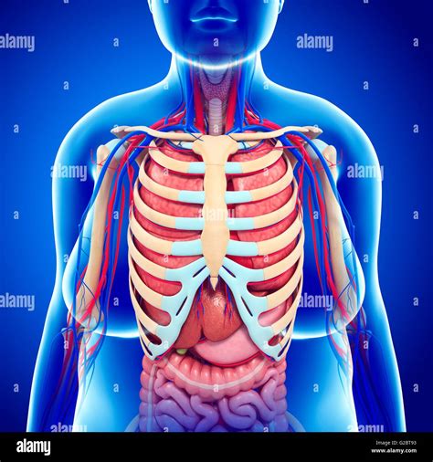 Rib Cage And Internal Organs Human Anatomy Systems Of