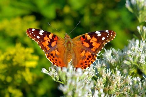 The Australian Painted Lady Butterfly One Of Our Great Migrators The