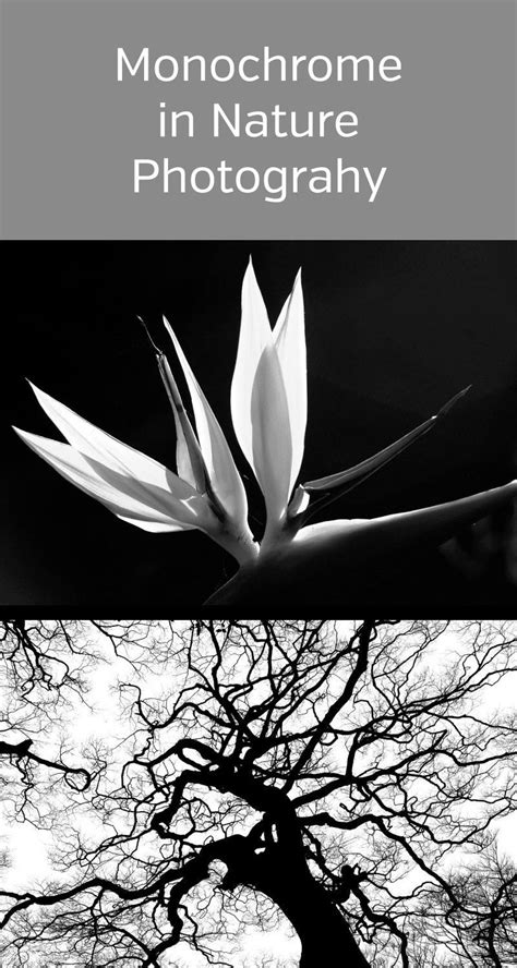 Master Black And White Contrast In Your Monochrome Photos Artofit