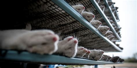 (c) via reuters (ritzau scanpix) in dänemark waren kürzlich millionen. Massenschlachtung von Nerzen wegen Corona: Mutationen ...