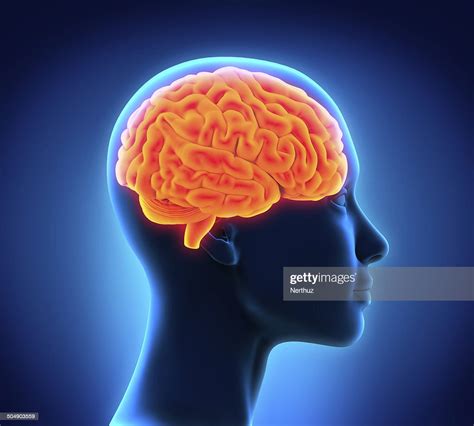 Human Brain Anatomy High Res Stock Photo Getty Images