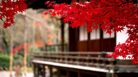 Red Autumn Leafed Trees Branches In Blur House Background Hd Nature