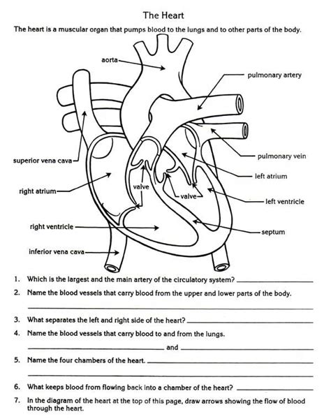 Worksheet Circulatory System Questions And Answers Worksheet