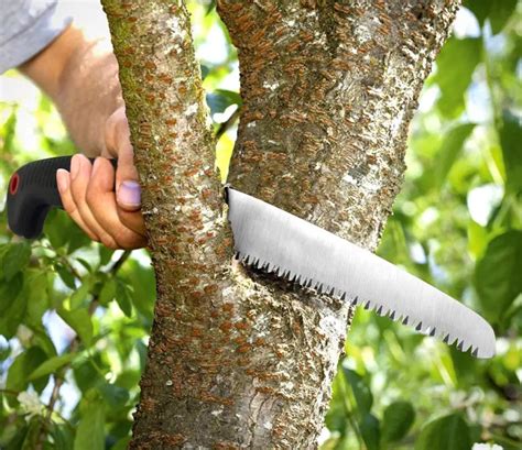 7 Best Hand Saw For Cutting Trees Review And Buying Guide 2022
