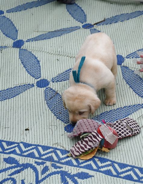 Labrador retriever, wisconsin » gillett. Yellow Lab Puppies 1, English Yellow Labs, Yellow Lab ...