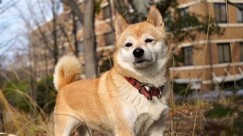 Nama Anjing Jepang Jantan Dan Betina Beserta Artinya Pintarpet