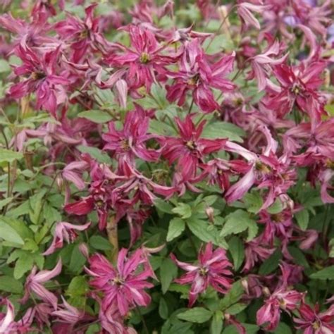 Растение клематис или ломонос (clematis) относится к семейству лютиковые. Clematis Viticella Groep
