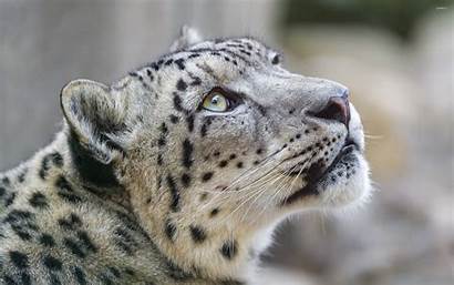 Leopard Snow Leopards Wallpapers Wild Cat Cubs