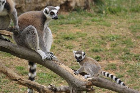 Baby Lemur Reunited With Parents Baby Lemur Lemur Zoo