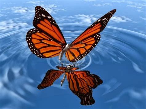 50 Butterfly Live Wallpaper On Wallpapersafari