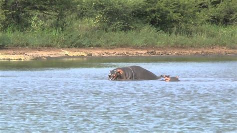 Hippos Mating In A Pool 2013 03 04 Youtube
