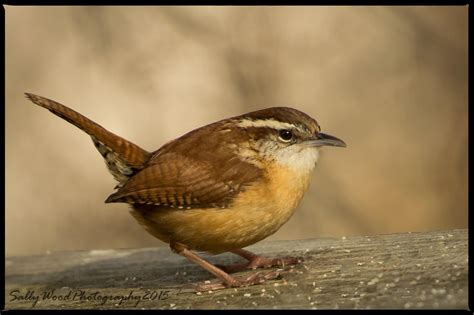 Carolina Wren~~~ Northern Virginia Birds Wren Bird And Animal Pics