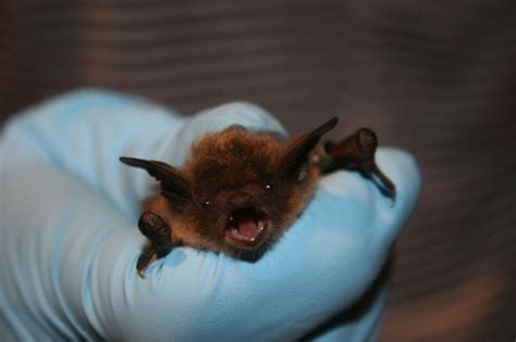 The difference in size and shape are equally impressive. When Do Bats Have Babies (pups)? - MI & IN Bat Maternity ...