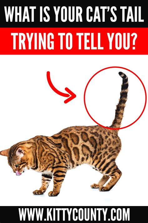 Did You Know Your Cats Tail Movements And Signs Have Very Specific