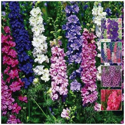 Larkspur Imperial Giants Mix X100 Seeds Cut Flower Variety With Giant