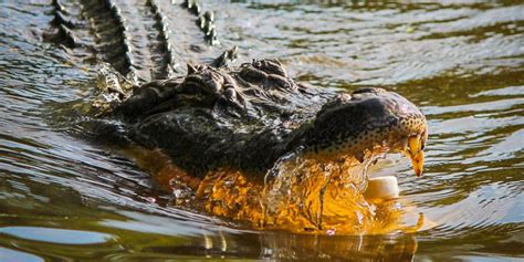 Alabama Alligator Season Opening This Week Yellowhammer News