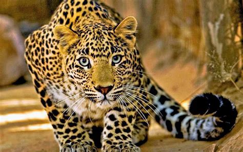 Beautiful Leopard Image Abyss