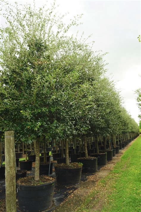 Southern Live Oak Tree Quercus Virginiana For Sale Florida