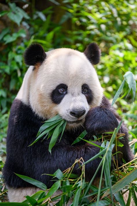 Cute Panda Eating Bamboo Leaves Stock Photo Image Of Furry Shooting