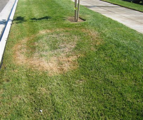 Lawn And Landscape Tips From The Turf Doctor Are You Seeing Circles