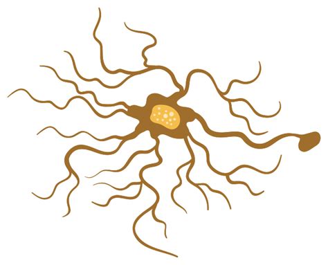 Neuron Nervous System Brain Neuron Transparent Background Png Clipart