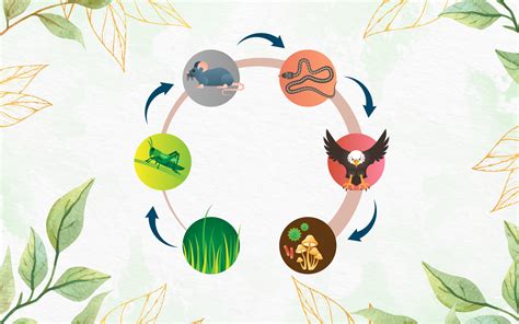 What Is Food Chain Definition Types And Examples Leverage Edu