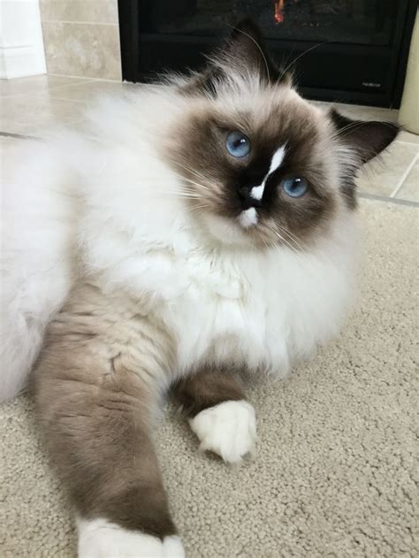 Reese Willow 9 Mo Old Seal Mitted Wa Blaze Ragdoll Pretty Cats