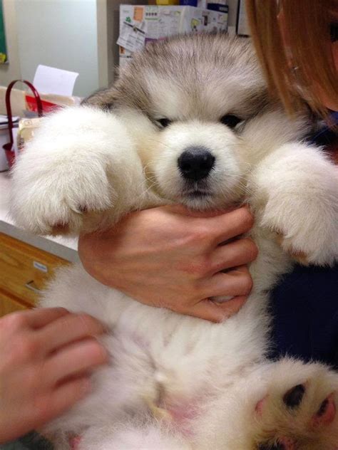 White Wolf 15 Chubby Alaskan Malamute Puppies That Will Make You Smile