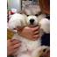White Wolf  15 Chubby Alaskan Malamute Puppies That Will Make You Smile