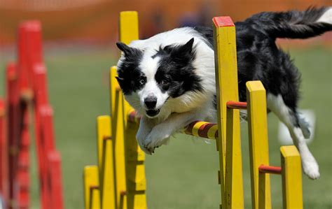 About Dog Agility Your Dog