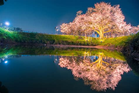 The Best Spots To See Cherry Blossoms Around Fukuoka Gaijinpot Travel