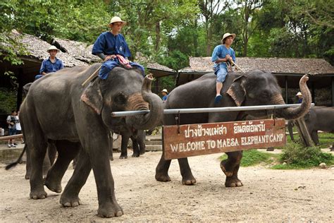 You can visit the elephant jungle. Discount price for Maesa Elephant camp Chiang Mai ...