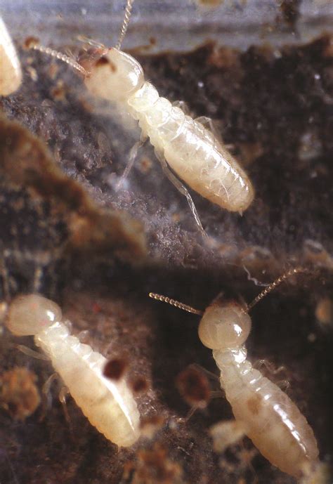 Subterranean Termites Treatment And Control Get Rid Of Subterraneans