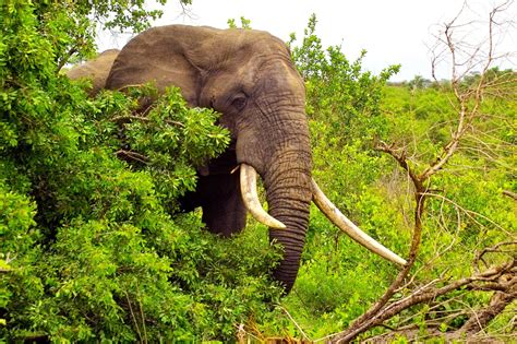 Biggest Elephant Biggest Elephant Ever Spotted In Africa Image