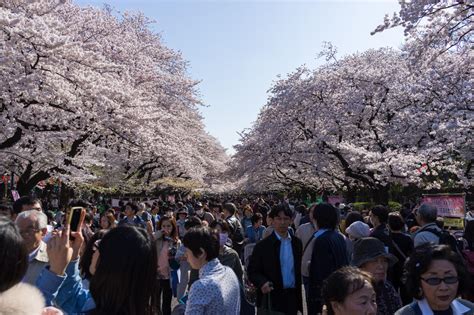 Cherry Blossoms In Ueno Park Ambassadors Japan