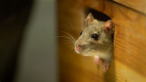 Mouse Vs Rat Everything You Need To Know Forbes Home