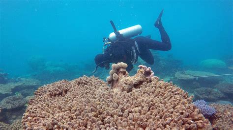 Great Barrier Reef Threatened By Climate Change Chemicals And Sediment
