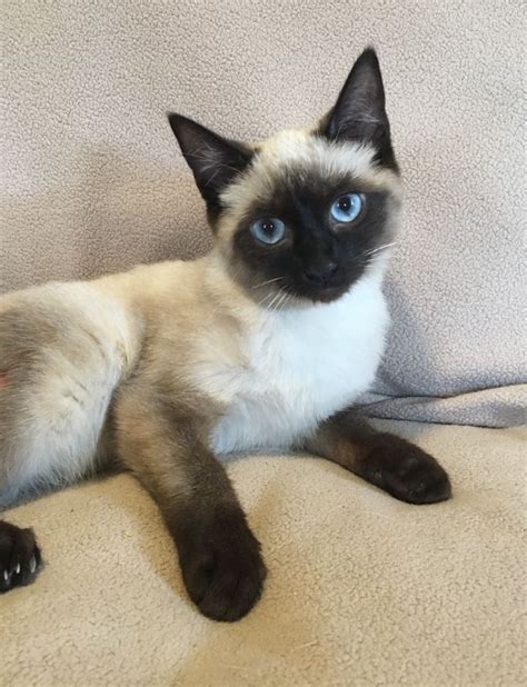 The simple guide to siamese cats. Siamese Cat Adoption Near Me - petfinder