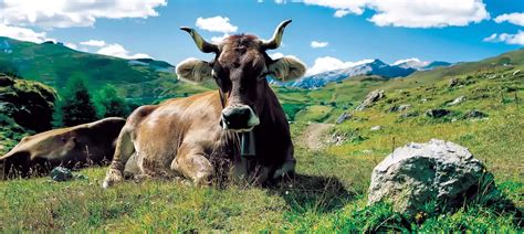 Mountains Grazing Andes Cows Pasture Hd Wallpaper Rare Gallery